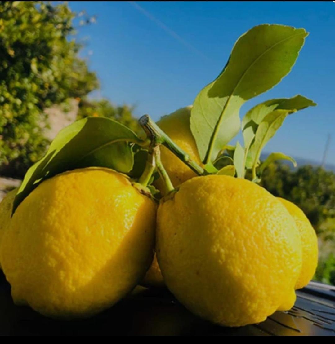 Apartament Sicilian Garden Avola Zewnętrze zdjęcie