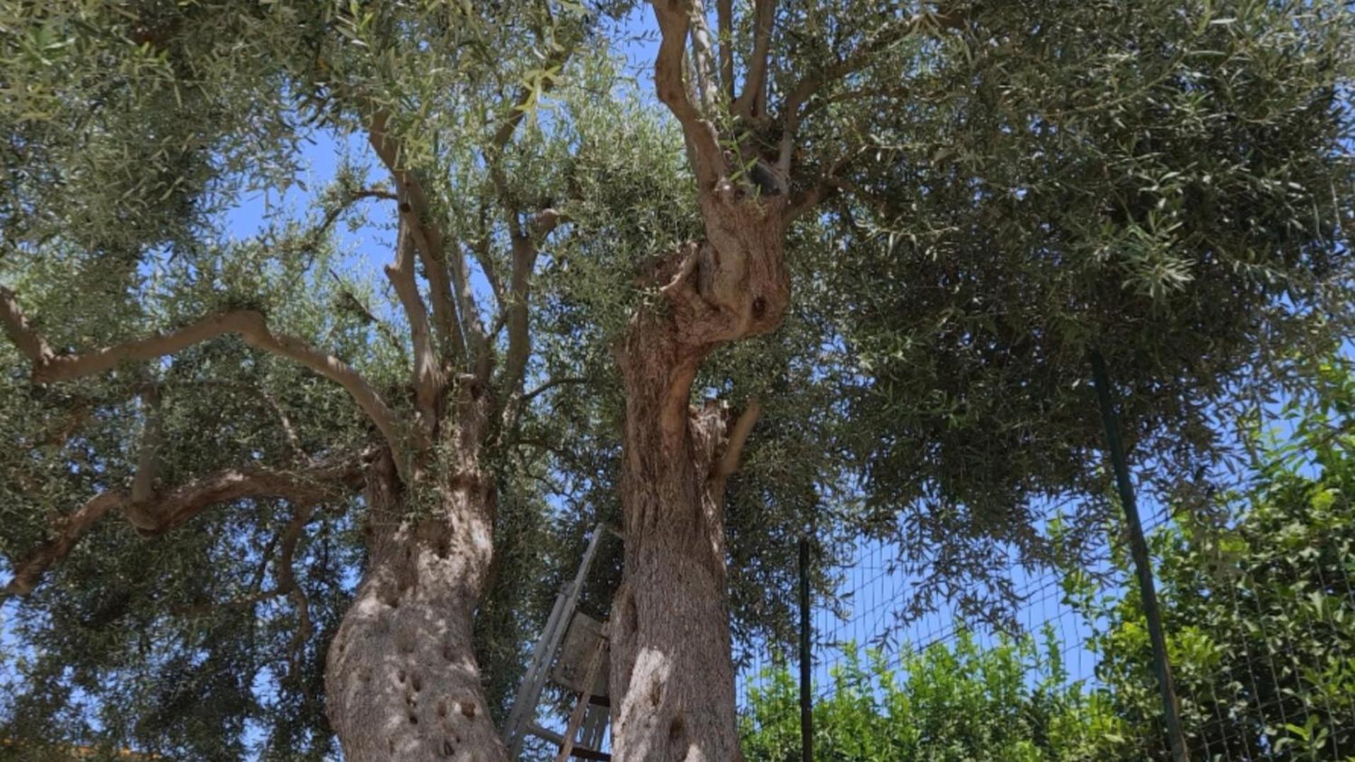 Apartament Sicilian Garden Avola Zewnętrze zdjęcie