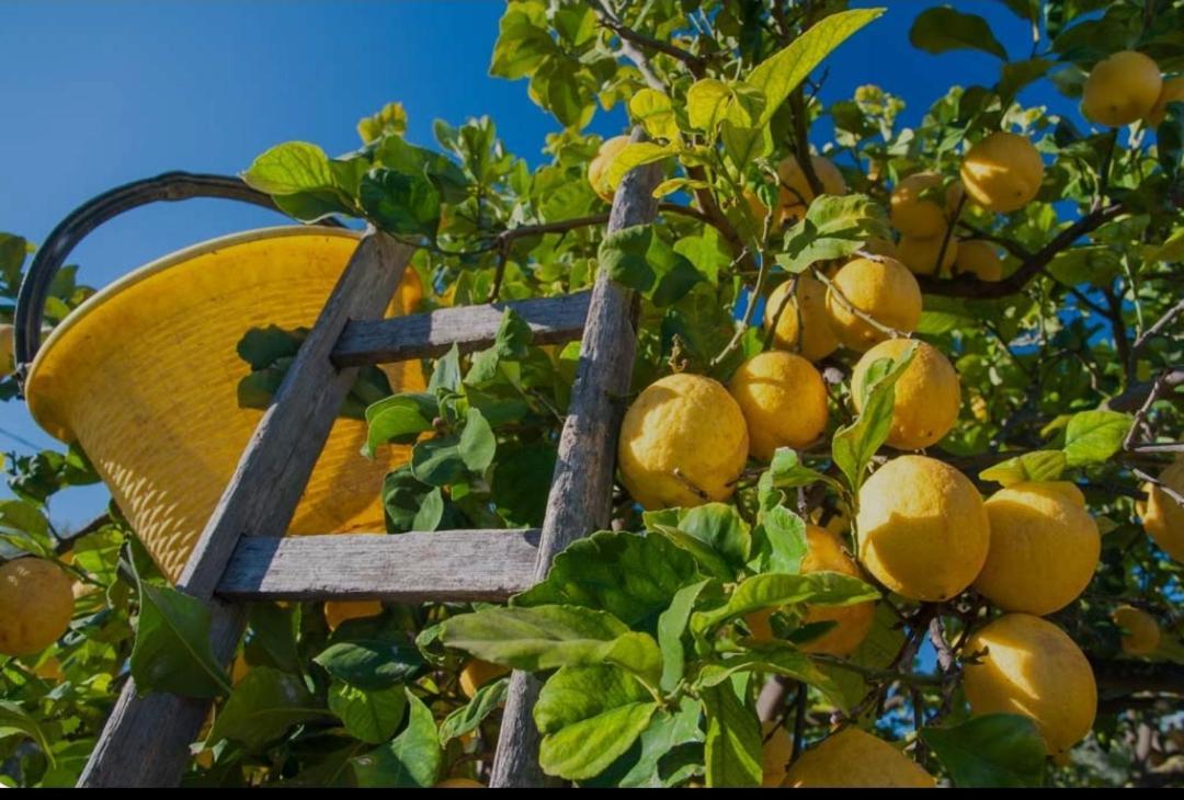 Apartament Sicilian Garden Avola Zewnętrze zdjęcie